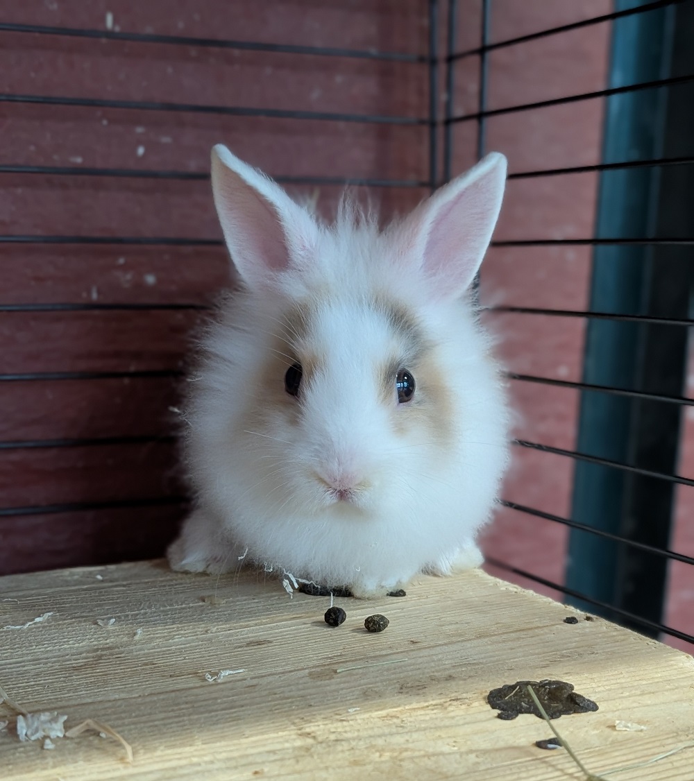 Maggie